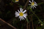 Simmonds' aster